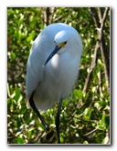 Florida-Keys-Wild-Bird-Center-Tavernier-FL-033