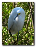 Florida-Keys-Wild-Bird-Center-Tavernier-FL-033