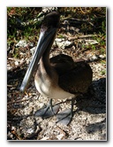 Florida-Keys-Wild-Bird-Center-Tavernier-FL-034