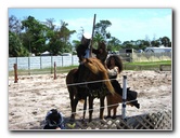 Florida-Renaissance-Festival-Quiet-Waters-Park-105