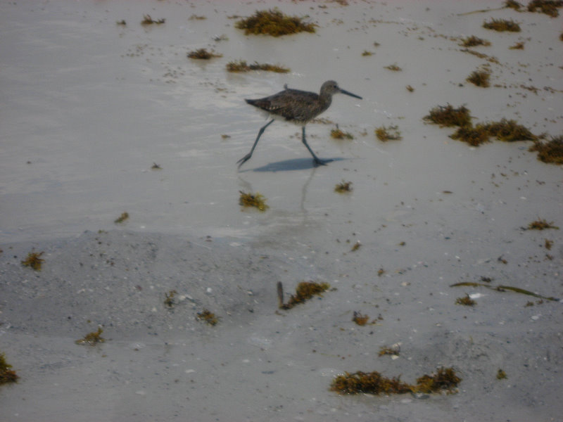 Fort-De-Soto-Park-Pinellas-County-Tampa-FL-025