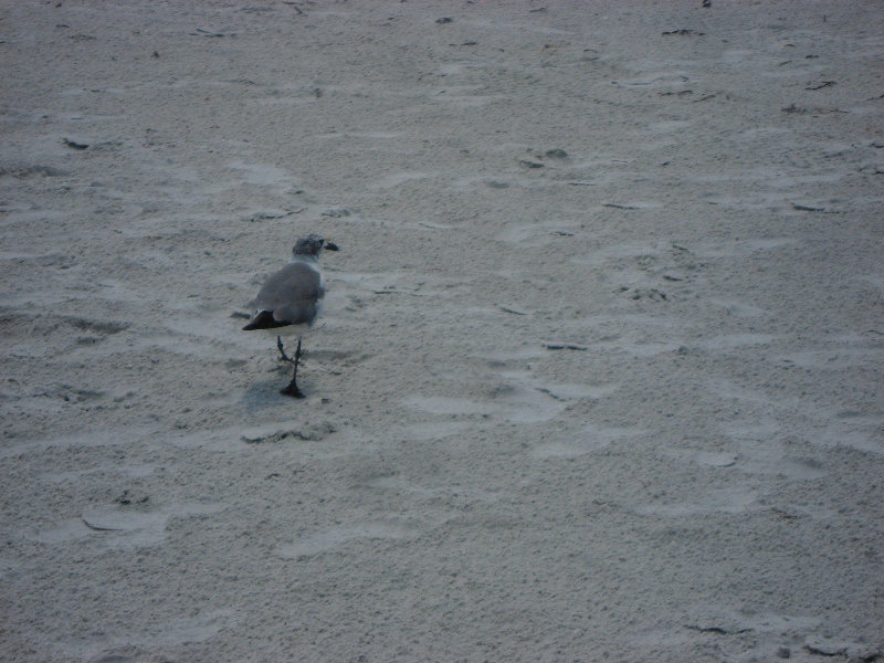 Fort-De-Soto-Park-Pinellas-County-Tampa-FL-028
