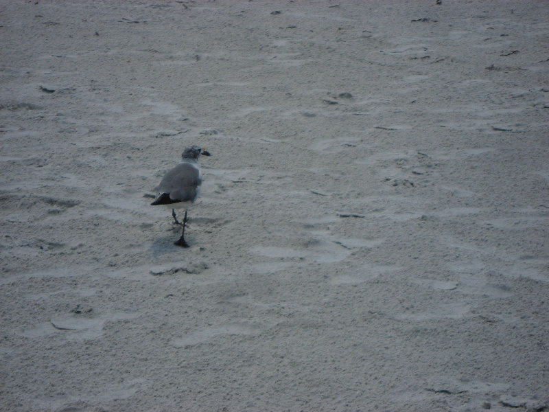 Fort-De-Soto-Park-Pinellas-County-Tampa-FL-028