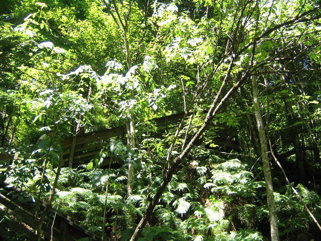 Devils-Millhopper-Gainesville-37