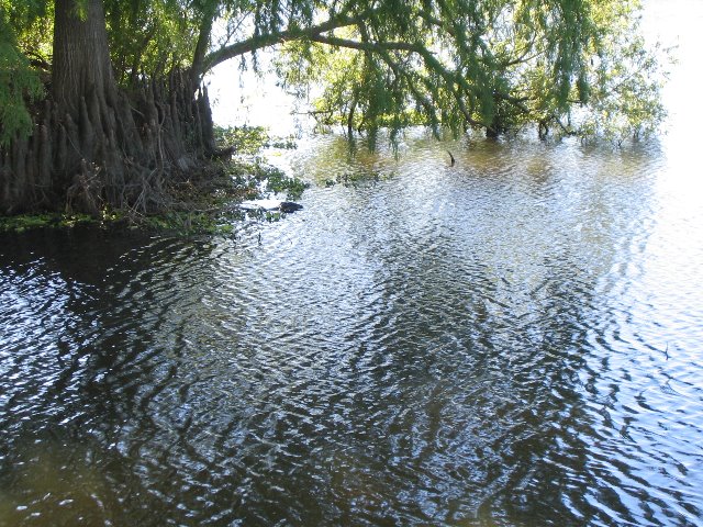 Lake-Alice-Gainesville-2006-10