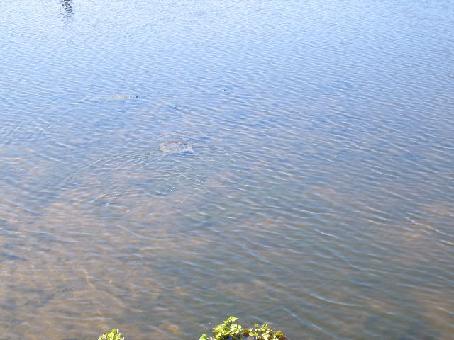 Lake-Alice-Gainesville-2006-12