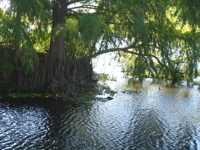 Lake-Alice-Gainesville-2006-26
