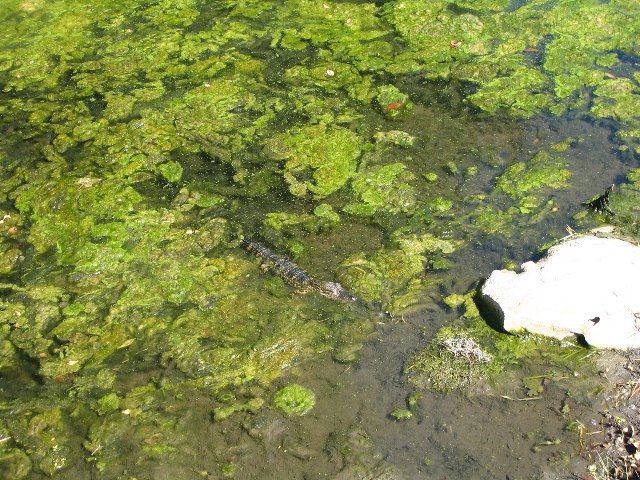 Lake-Alice-Gainesville-2006-28