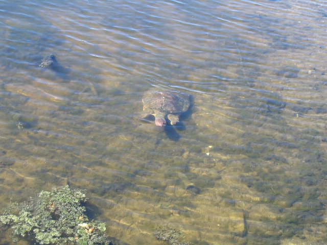 Lake-Alice-Gainesville-2006-31