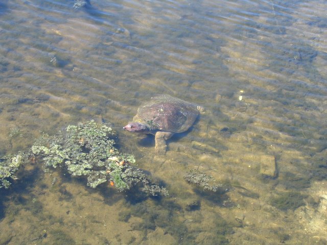 Lake-Alice-Gainesville-2006-33