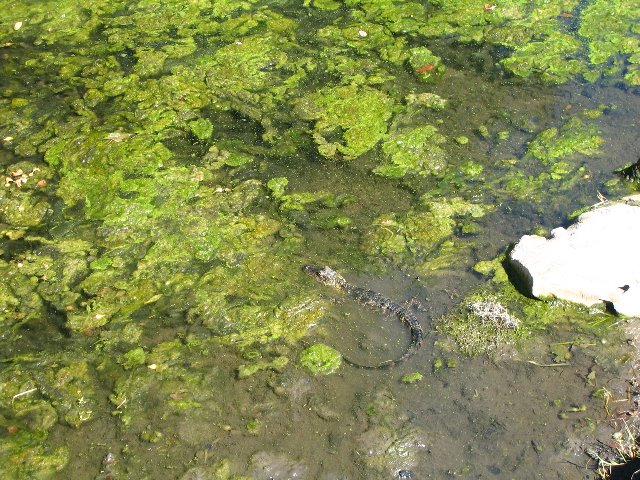 Lake-Alice-Gainesville-2006-35