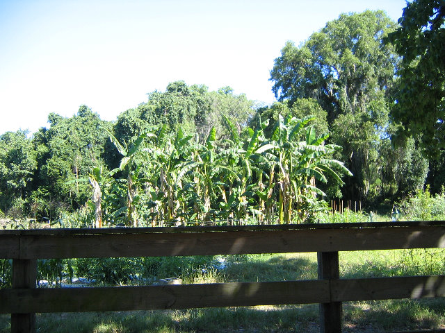 Gainesville-Student-Agricultural-Gardens-03