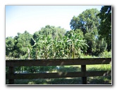 Gainesville-Student-Agricultural-Gardens-03