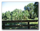 Gainesville-Student-Agricultural-Gardens-03