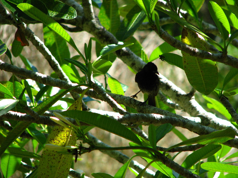 Garden-of-the-Sleeping-Giant-Nadi-Viti-Levu-Fiji-001