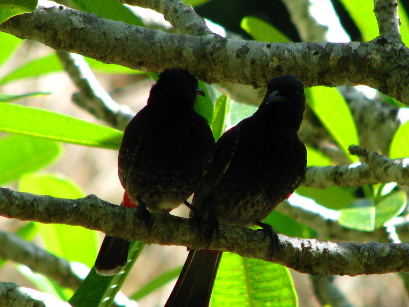 Garden-of-the-Sleeping-Giant-Nadi-Viti-Levu-Fiji-002