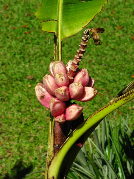 Garden-of-the-Sleeping-Giant-Nadi-Viti-Levu-Fiji-005