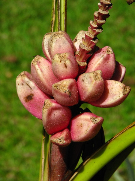 Garden-of-the-Sleeping-Giant-Nadi-Viti-Levu-Fiji-006