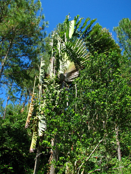 Garden-of-the-Sleeping-Giant-Nadi-Viti-Levu-Fiji-007