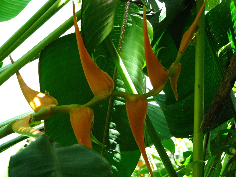 Garden-of-the-Sleeping-Giant-Nadi-Viti-Levu-Fiji-008