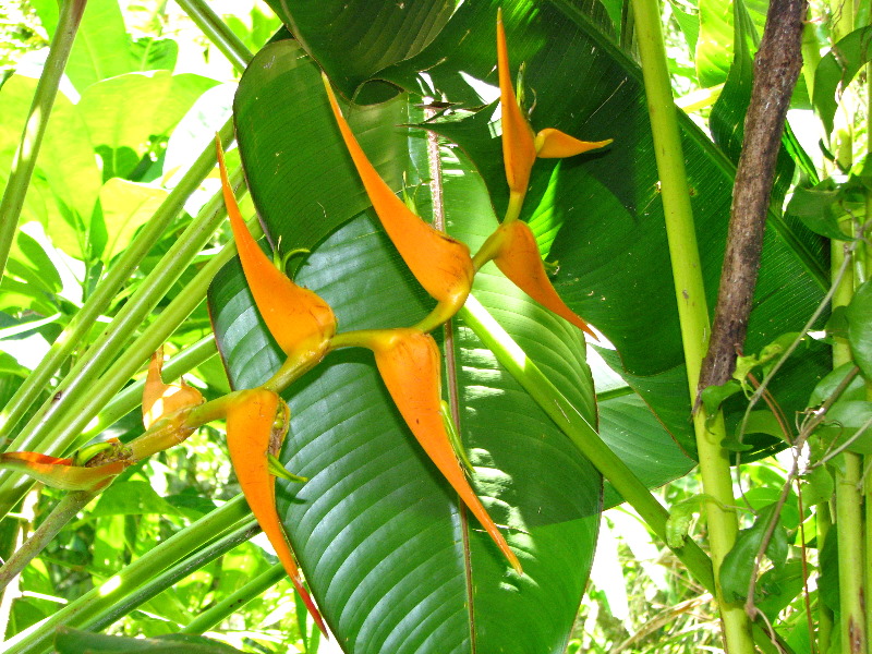 Garden-of-the-Sleeping-Giant-Nadi-Viti-Levu-Fiji-009