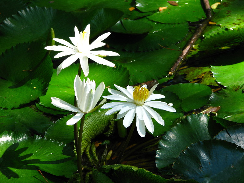 Garden-of-the-Sleeping-Giant-Nadi-Viti-Levu-Fiji-012