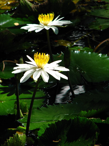 Garden-of-the-Sleeping-Giant-Nadi-Viti-Levu-Fiji-015