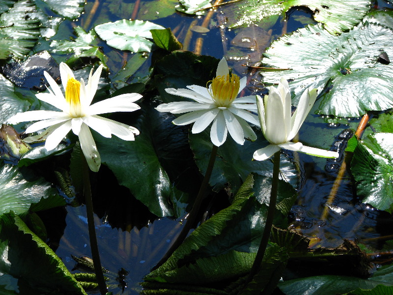 Garden-of-the-Sleeping-Giant-Nadi-Viti-Levu-Fiji-017