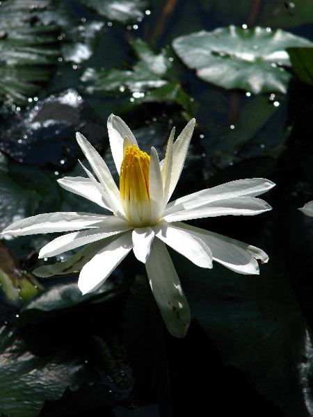 Garden-of-the-Sleeping-Giant-Nadi-Viti-Levu-Fiji-018