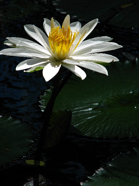 Garden-of-the-Sleeping-Giant-Nadi-Viti-Levu-Fiji-023