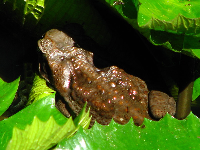 Garden-of-the-Sleeping-Giant-Nadi-Viti-Levu-Fiji-026