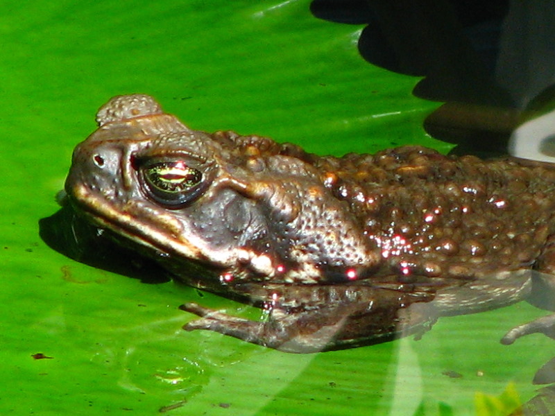 Garden-of-the-Sleeping-Giant-Nadi-Viti-Levu-Fiji-027