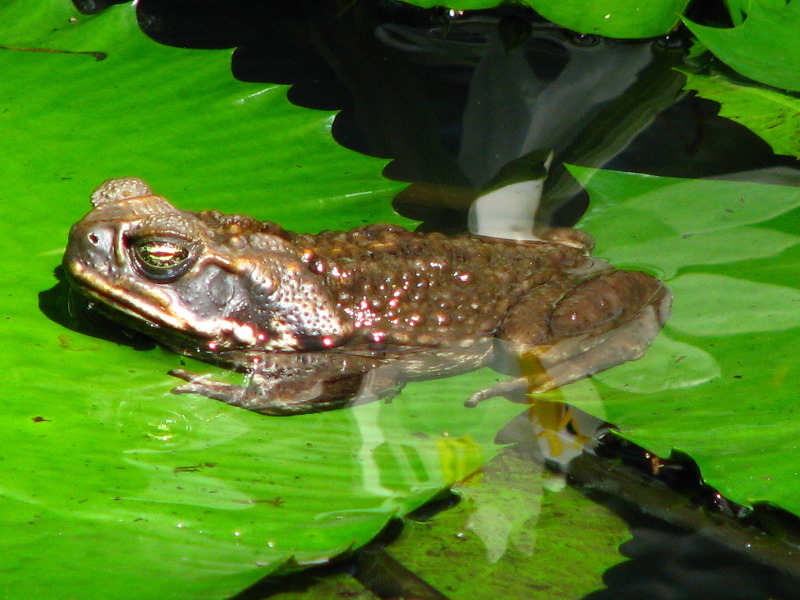 Garden-of-the-Sleeping-Giant-Nadi-Viti-Levu-Fiji-028