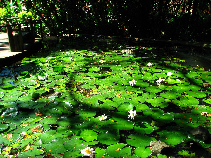 Garden-of-the-Sleeping-Giant-Nadi-Viti-Levu-Fiji-029