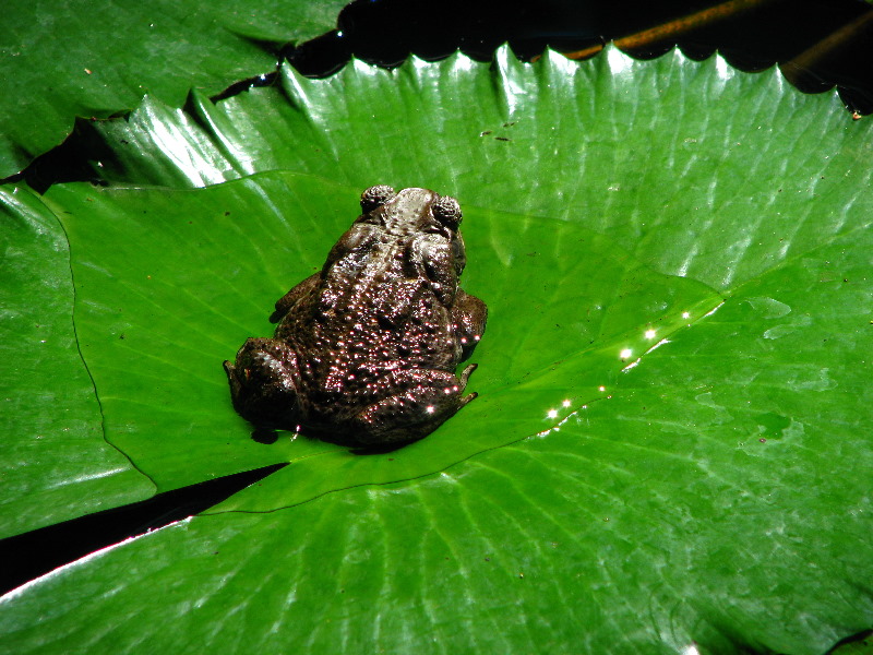 Garden-of-the-Sleeping-Giant-Nadi-Viti-Levu-Fiji-033