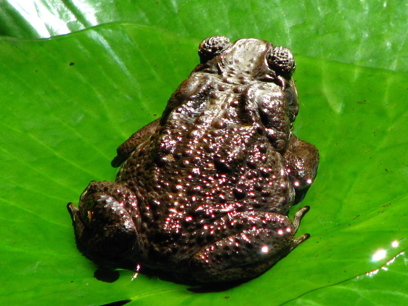 Garden-of-the-Sleeping-Giant-Nadi-Viti-Levu-Fiji-034