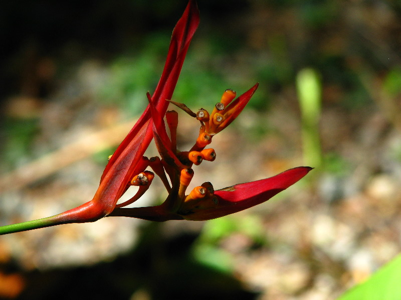 Garden-of-the-Sleeping-Giant-Nadi-Viti-Levu-Fiji-035