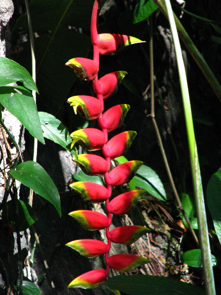 Garden-of-the-Sleeping-Giant-Nadi-Viti-Levu-Fiji-039