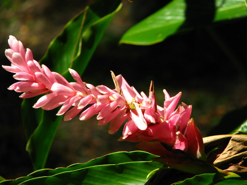 Garden-of-the-Sleeping-Giant-Nadi-Viti-Levu-Fiji-043