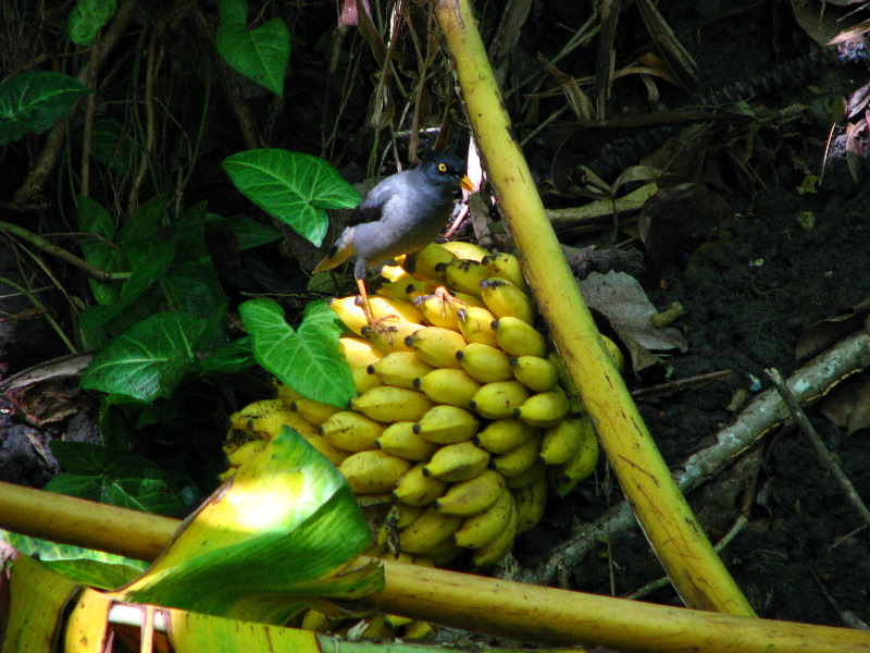 Garden-of-the-Sleeping-Giant-Nadi-Viti-Levu-Fiji-047