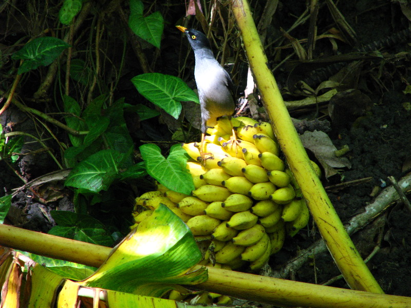 Garden-of-the-Sleeping-Giant-Nadi-Viti-Levu-Fiji-048