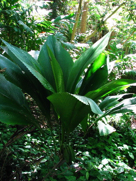 Garden-of-the-Sleeping-Giant-Nadi-Viti-Levu-Fiji-049