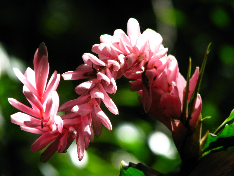 Garden-of-the-Sleeping-Giant-Nadi-Viti-Levu-Fiji-050