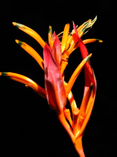 Garden-of-the-Sleeping-Giant-Nadi-Viti-Levu-Fiji-052