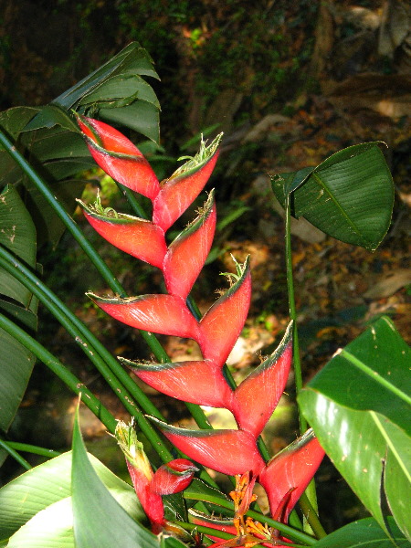 Garden-of-the-Sleeping-Giant-Nadi-Viti-Levu-Fiji-053