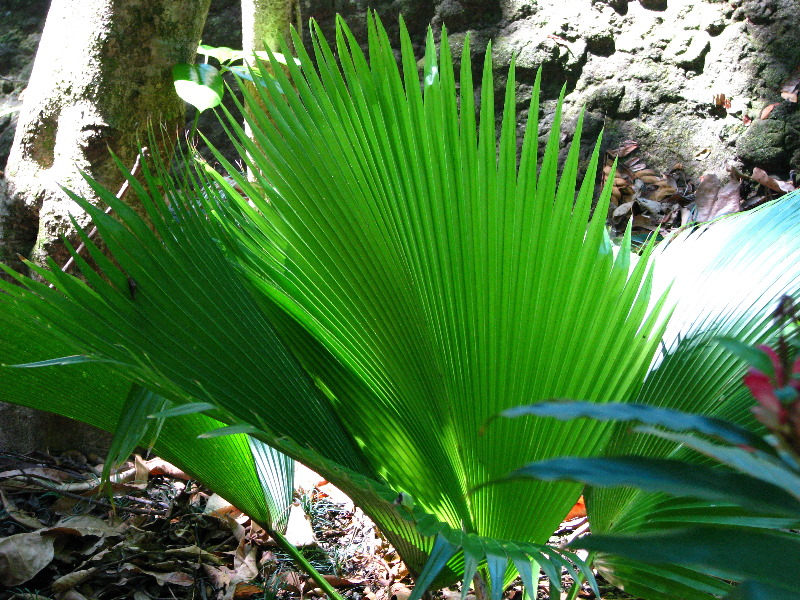 Garden-of-the-Sleeping-Giant-Nadi-Viti-Levu-Fiji-055