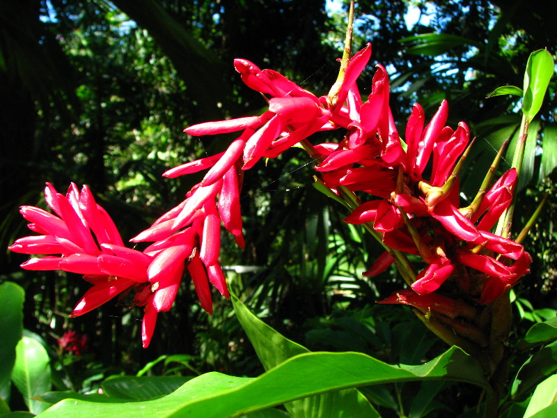 Garden-of-the-Sleeping-Giant-Nadi-Viti-Levu-Fiji-057