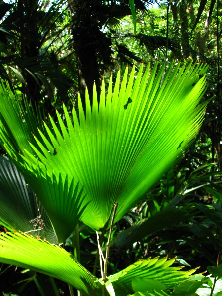 Garden-of-the-Sleeping-Giant-Nadi-Viti-Levu-Fiji-058