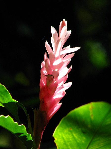 Garden-of-the-Sleeping-Giant-Nadi-Viti-Levu-Fiji-059