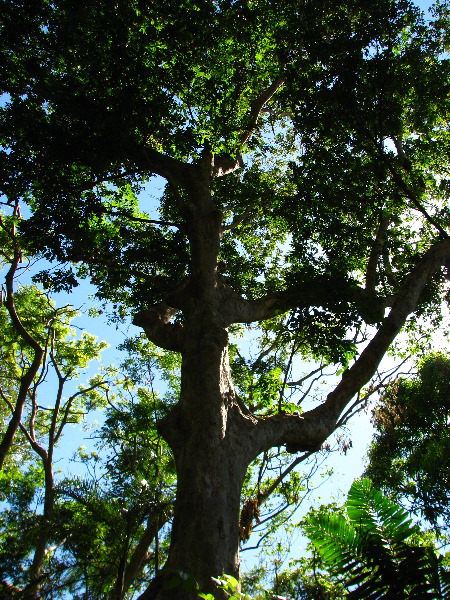 Garden-of-the-Sleeping-Giant-Nadi-Viti-Levu-Fiji-062